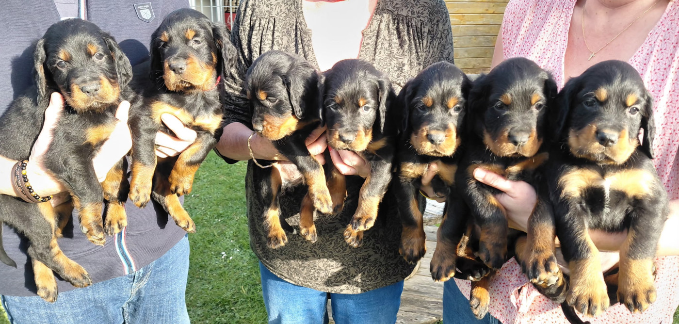 Chiot Setter Gordon Du Haut Kervrahu