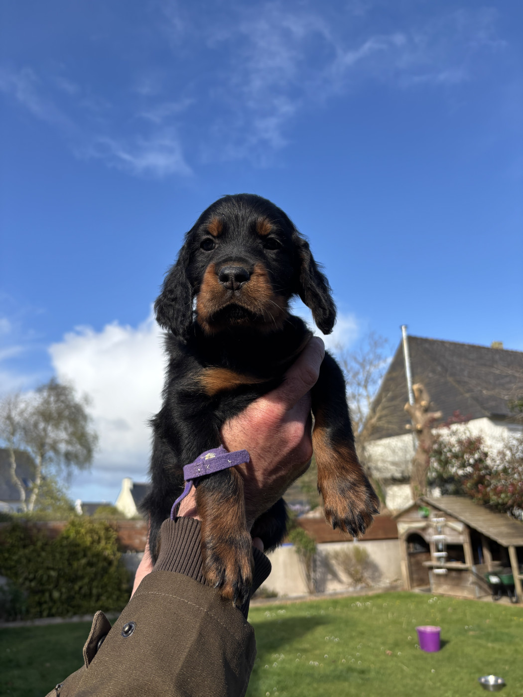 Du Haut Kervrahu - Chiots disponibles - Setter Gordon