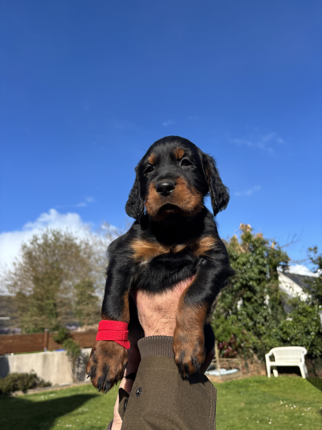 Du Haut Kervrahu - Chiots disponibles - Setter Gordon