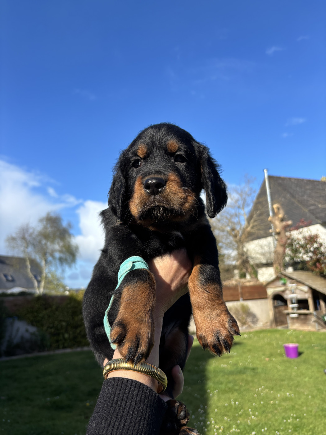 Du Haut Kervrahu - Chiots disponibles - Setter Gordon