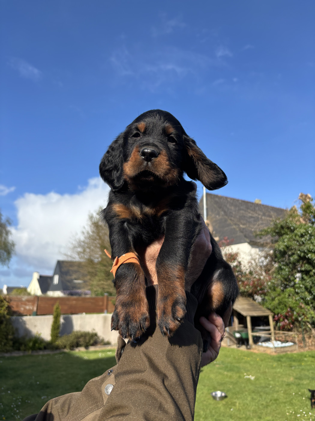Du Haut Kervrahu - Chiots disponibles - Setter Gordon