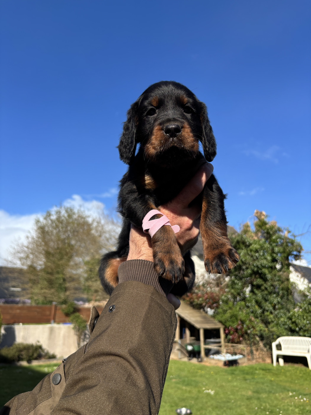 Du Haut Kervrahu - Chiots disponibles - Setter Gordon