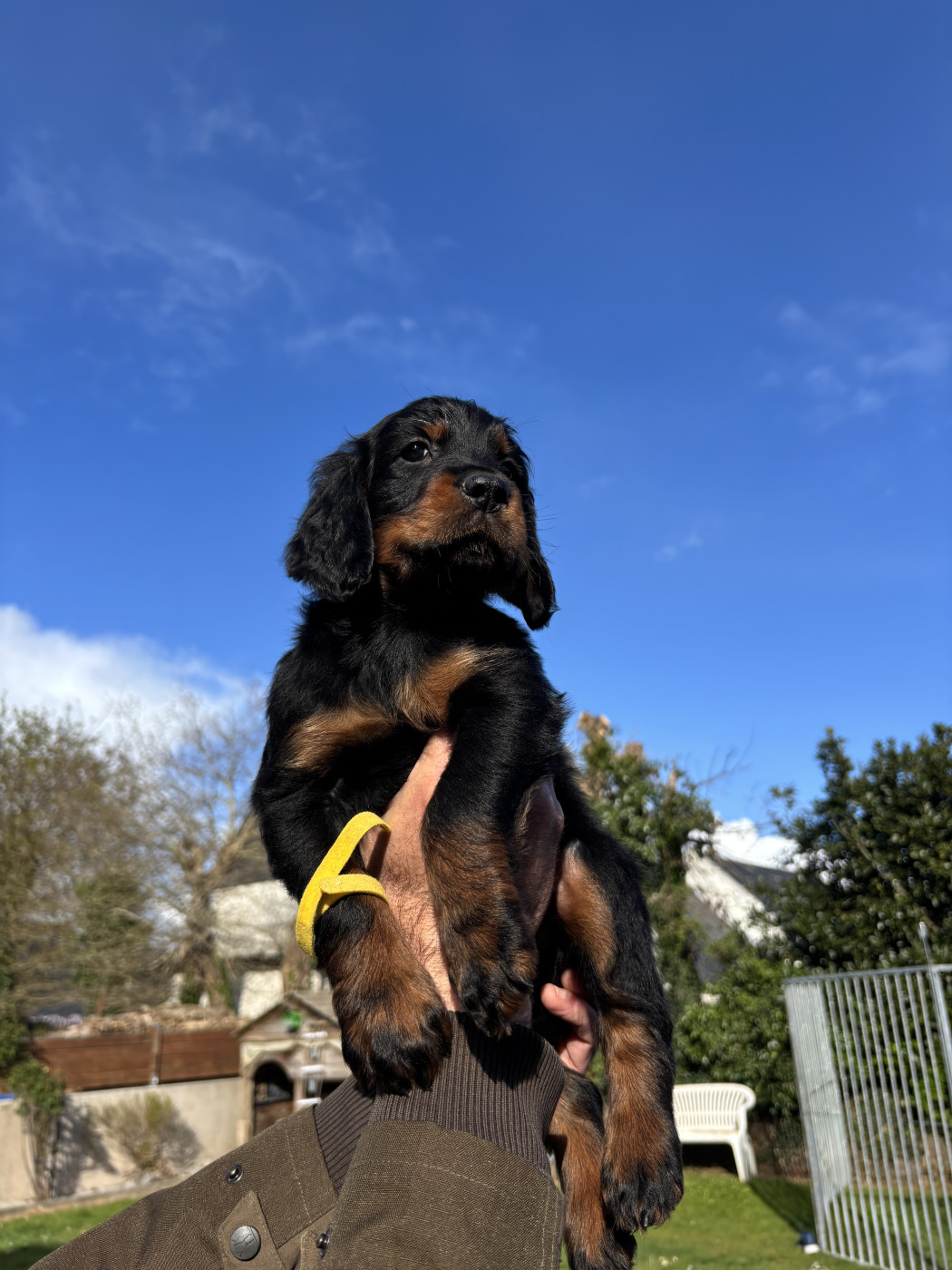 Du Haut Kervrahu - Chiots disponibles - Setter Gordon