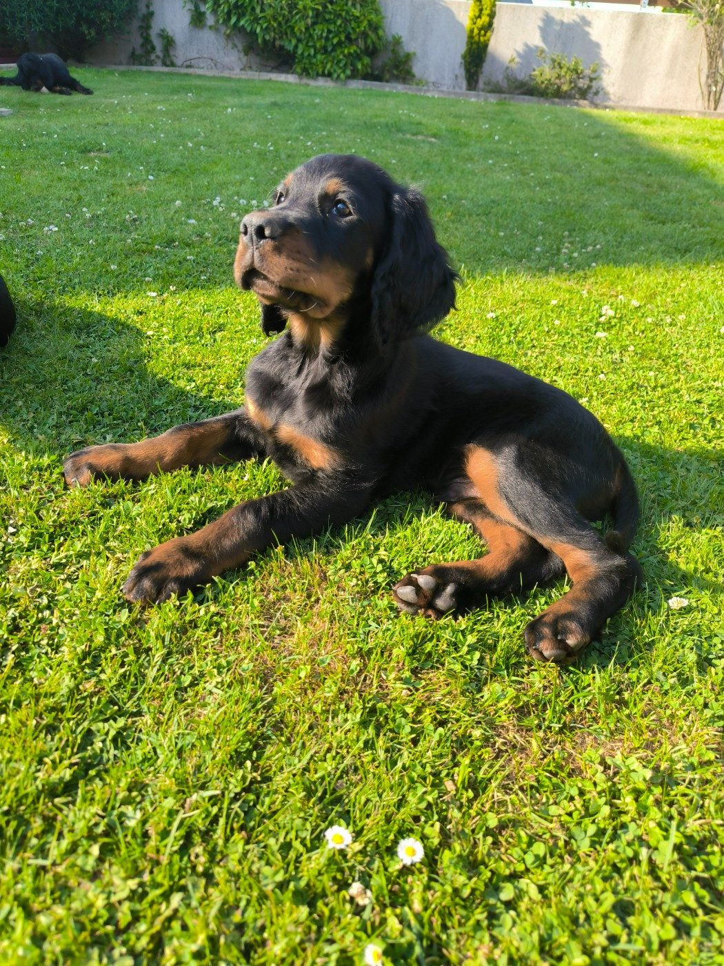 Du Haut Kervrahu - Chiots disponibles - Setter Gordon