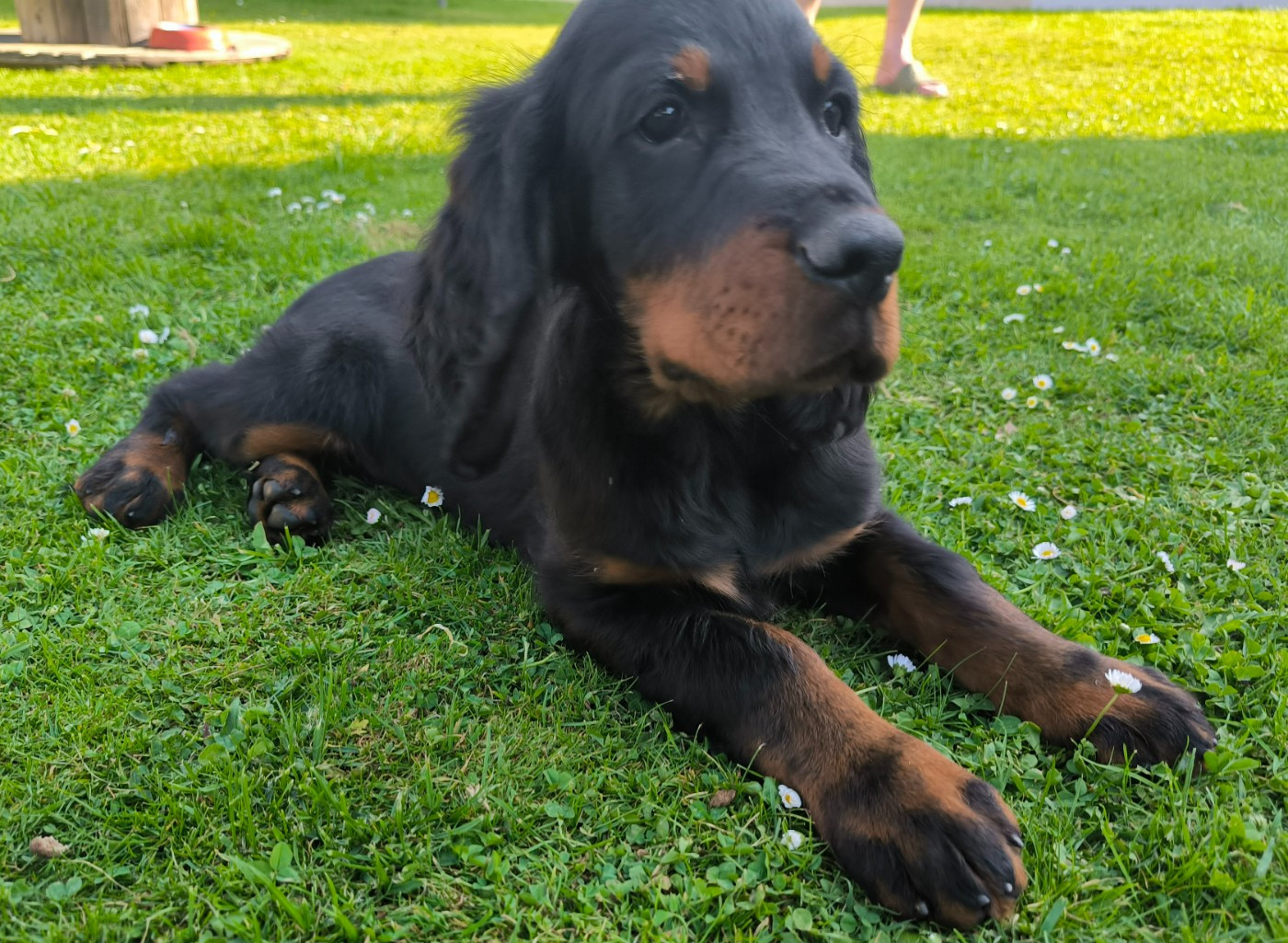 Du Haut Kervrahu - Chiots disponibles - Setter Gordon