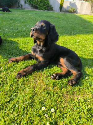 Chiot N°1